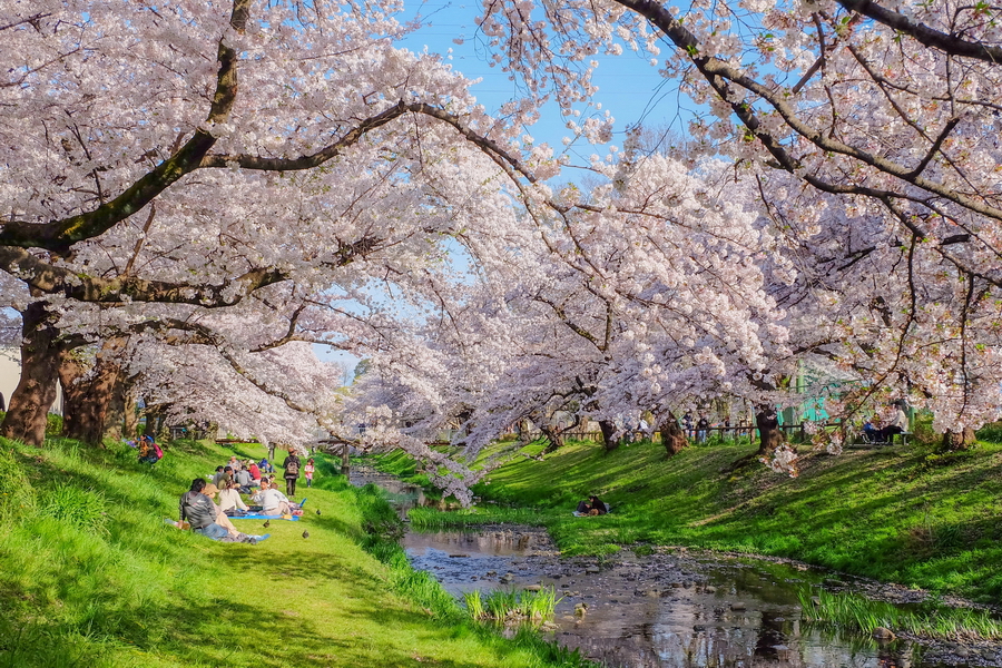 Exploring Japan’s National Holidays: Kenpō Kinenbi and More!