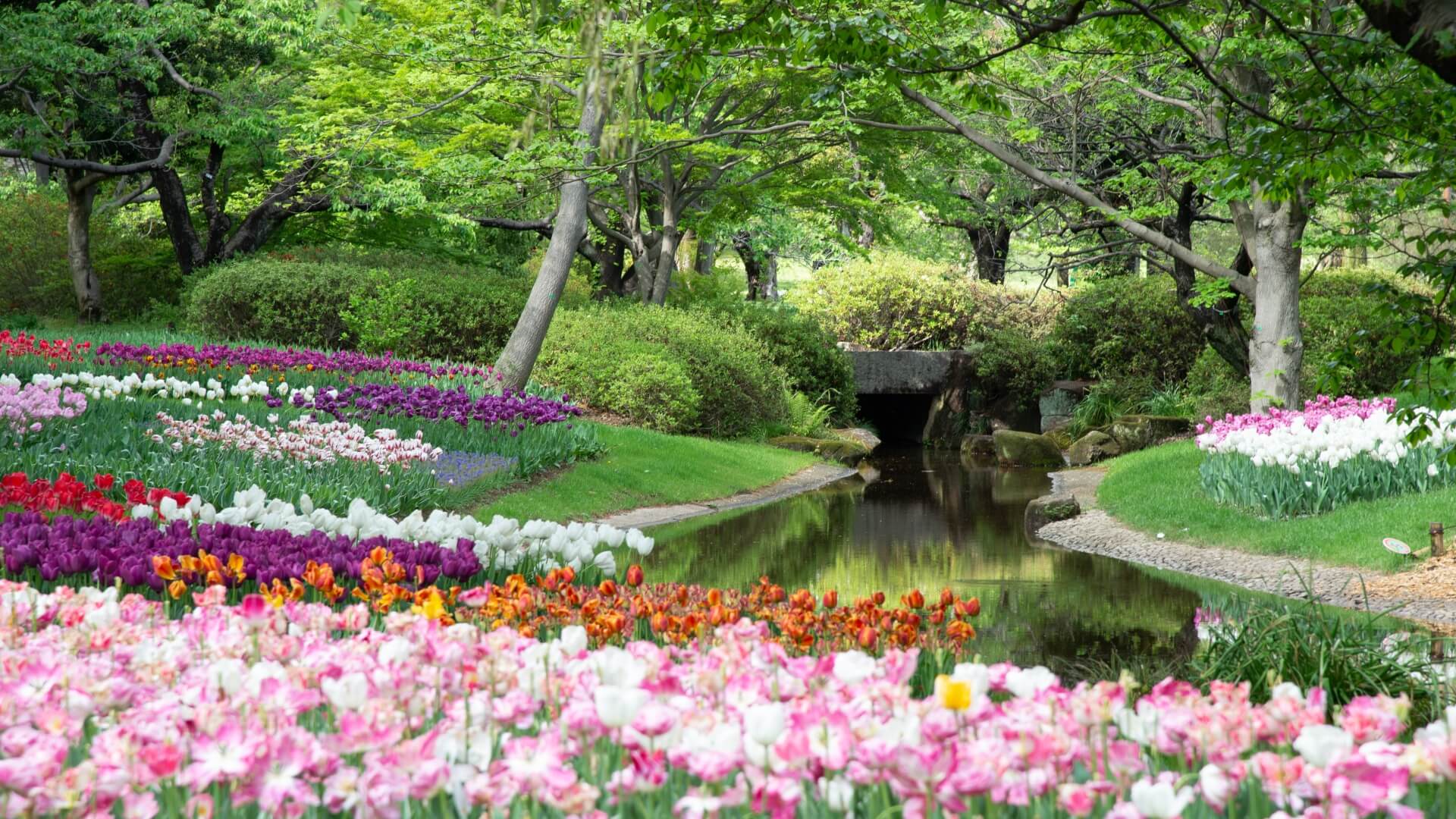 Midori no Hi: A Day to Celebrate Nature and Greenery in Japan
