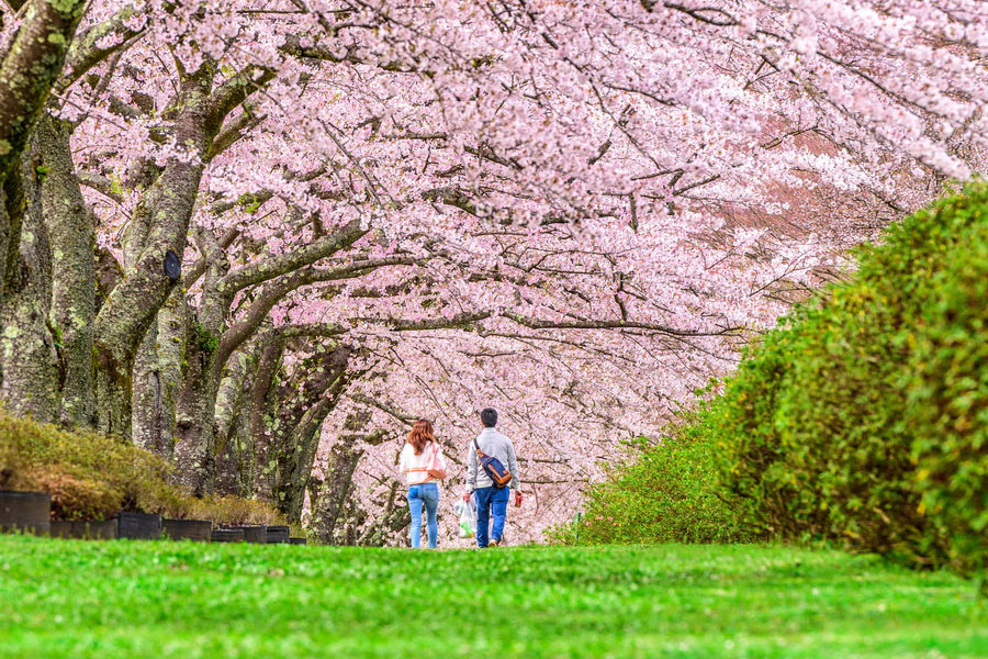 Shūbun no Hi: A Deep Dive into Japan’s Autumn Equinox Festival