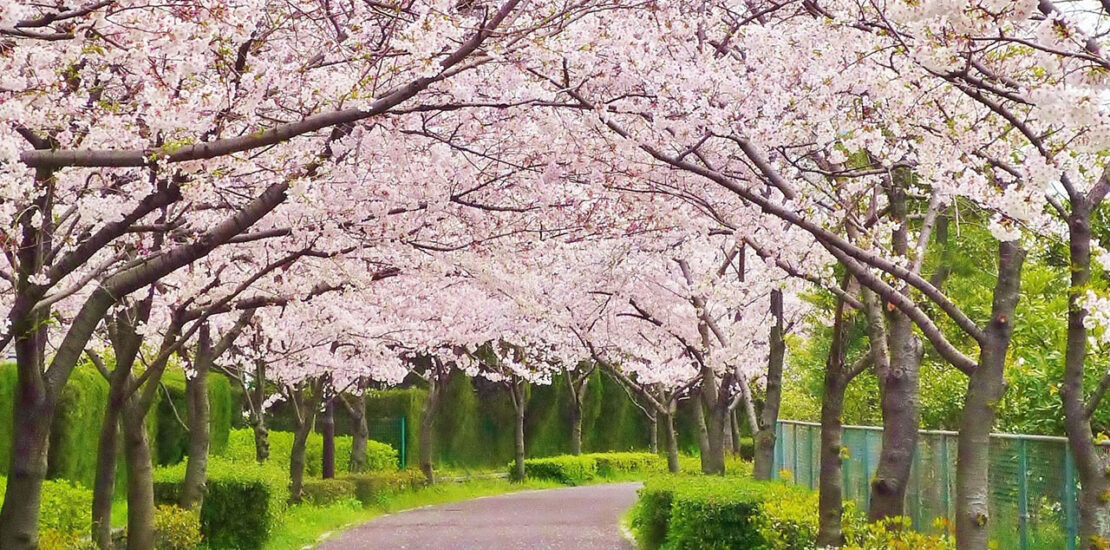 Shunbun no Hi: A Glimpse into Japan&#8217;s Seasonal Celebration
